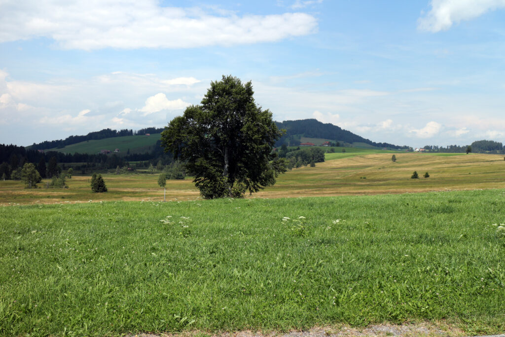 Schwantenau 21.7.2019, Blick über den östlichen Teil des Hochmoors