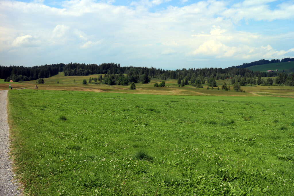 Schwantenau 21.7.2019, Blick über den westlichen Teil des Hochmoors
