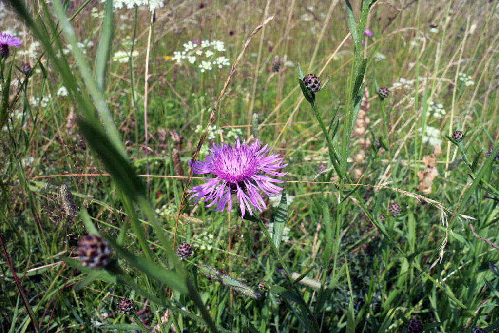 Schwantenau 21.7.2019, Violette Flockenblume inmitten anderer Blumen