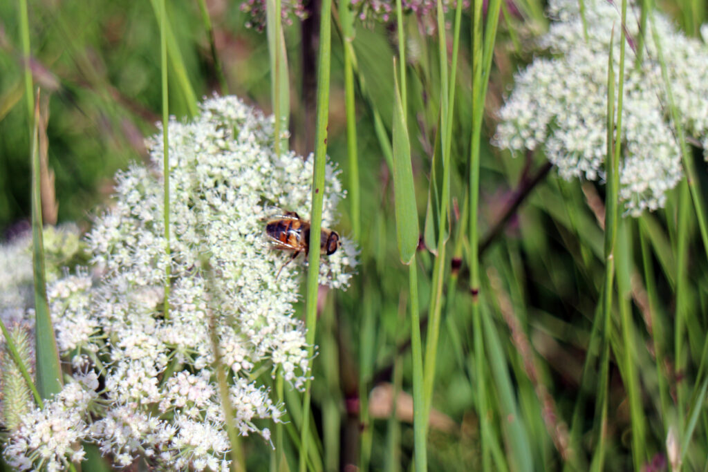 Schwantenau 21.7.2019, Weisse Blume mit Insekt