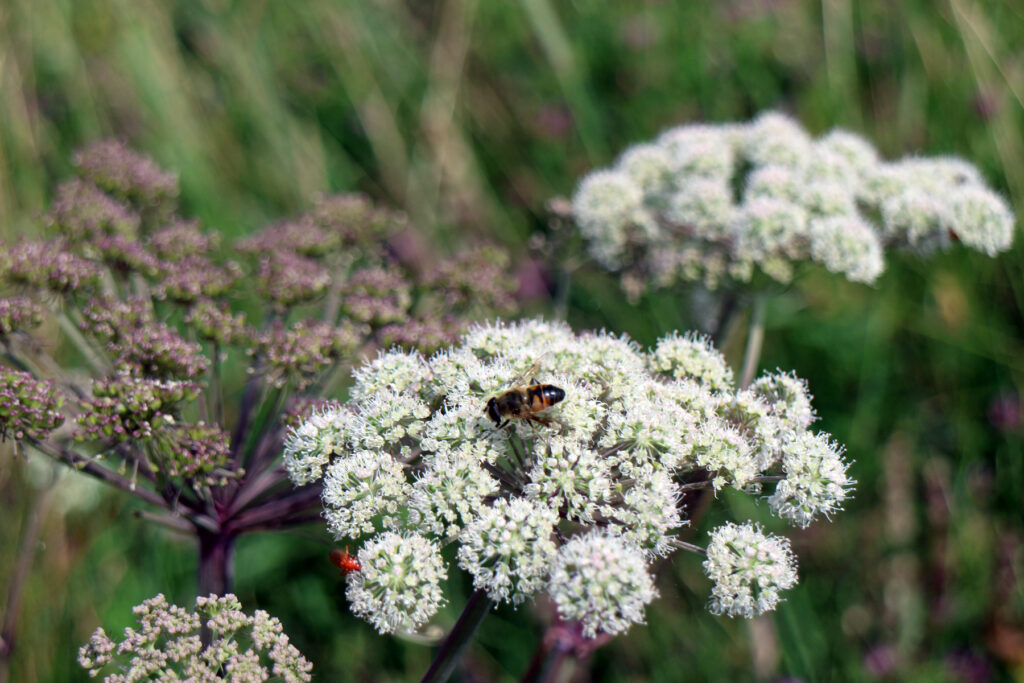 Schwantenau 21.7.2019, Weisse Blume mit Insekten