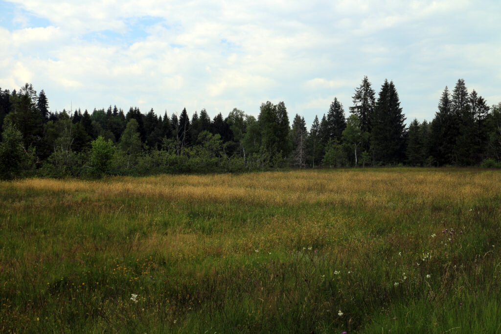 Schwantenau 21.7.2019, Blick ins Zentrum des Hochmoors mit dichten Büschen und Bäumen