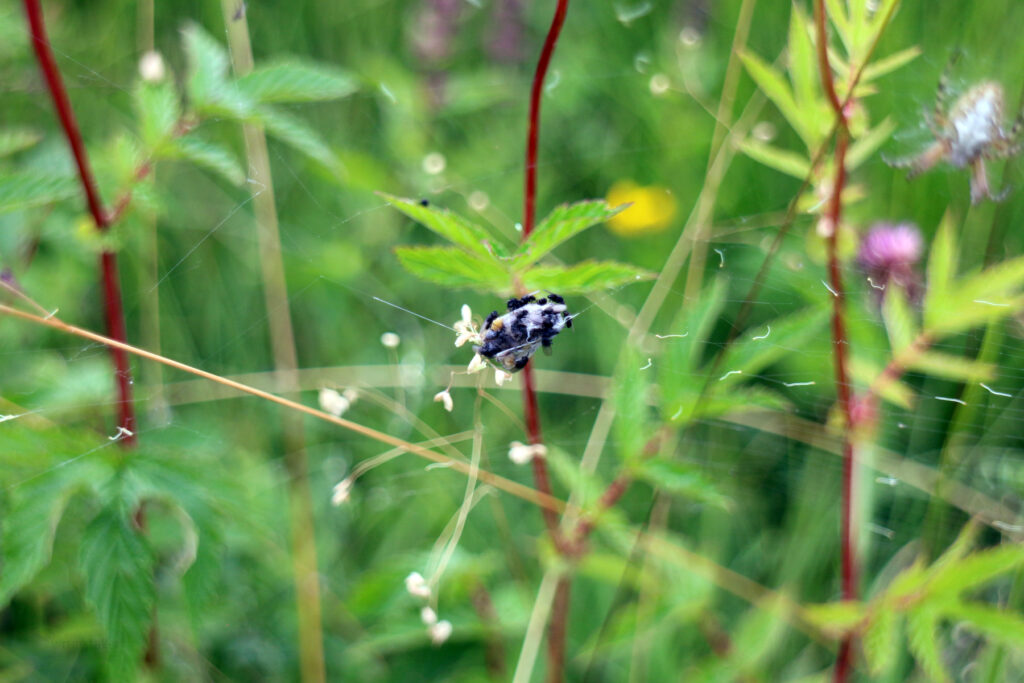 Schwantenau 21.7.2019, Von Spinne eingewickeltes Insekt mit kleinen Fliege darauf
