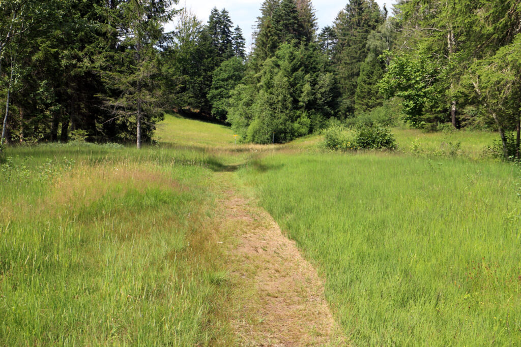 Schwantenau 21.7.2019, Offizieller Weg durch das Naturschutzgebiet, im Hintergrund die Wanderwegweiser