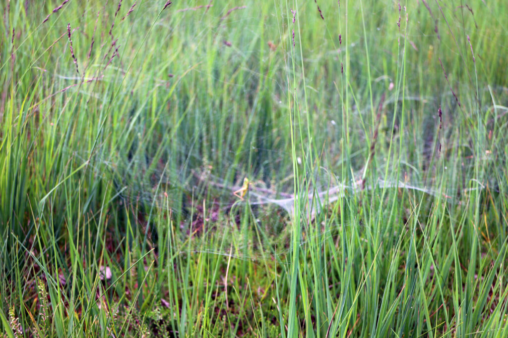 Schwantenau 21.7.2019, Kleine Heuschrecke gefangen in einem Spinnennetz auf Moorwiese