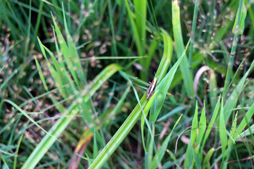 Schwantenau 21.7.2019, Kleine Heuschrecke auf einem Grashalm in der Moorwiese