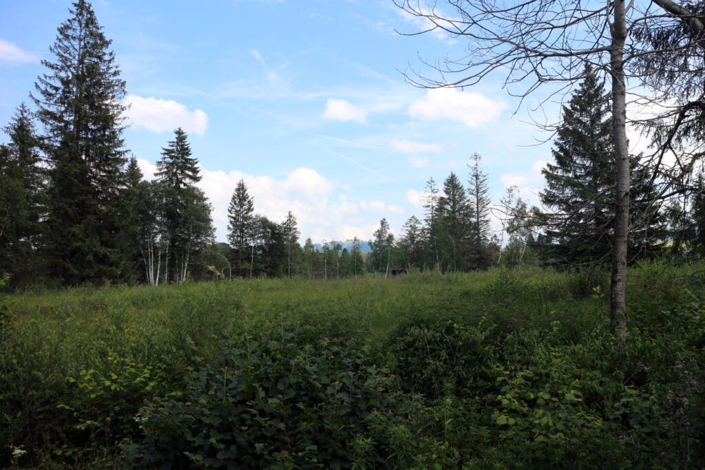 Schwantenau 21.7.2019, üppige Vegetation im Hochmoor, Wiese mit Nadelbäumen, Büschen und Birken