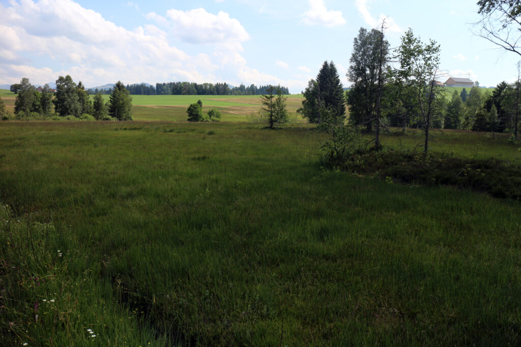 Schwantenau 21.7.2019, Erweiterter Blick vom Hochmoor Richtung Süden zu den angrenzenden Landwirtschaftswiesen und Bauernhöfen