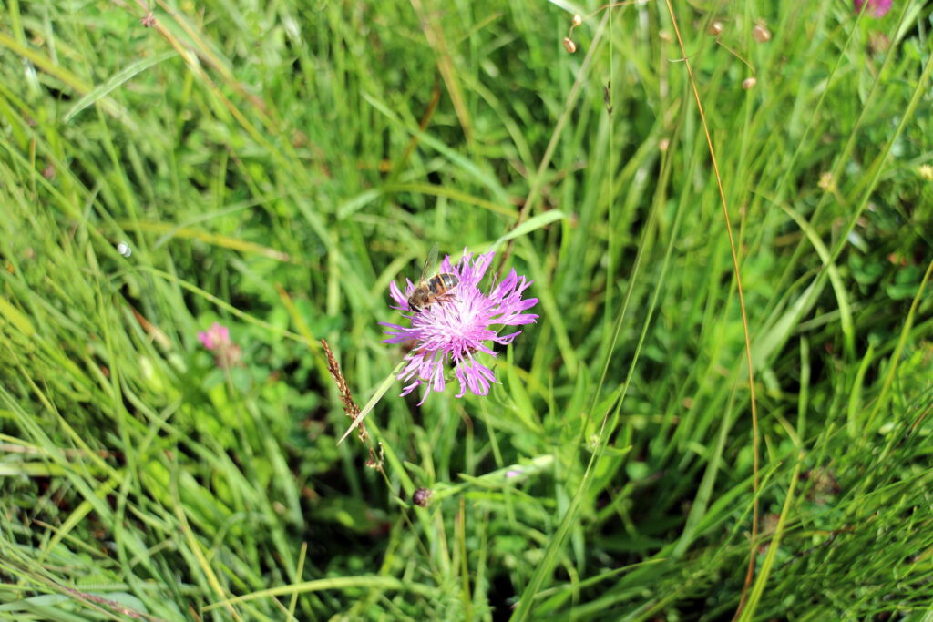 Schwantenau 21.7.2019, violette Blume mit Biene in der Moorwiese